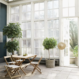 Deck Folding Dining Chair